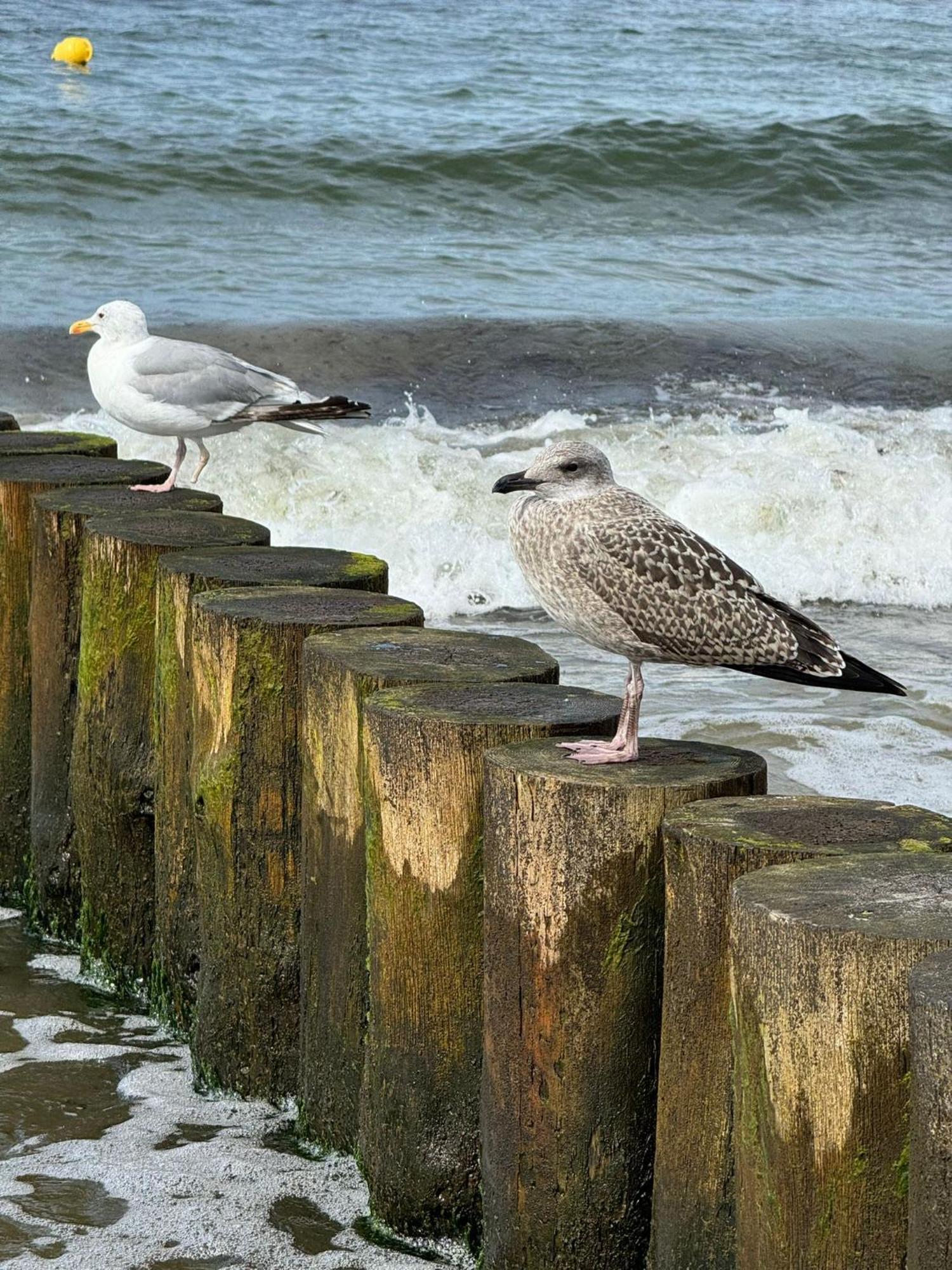 Drei-Insel-Blick Neßmersiel Bagian luar foto